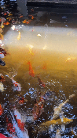 Nha Trang café with koi pond and European-style murals