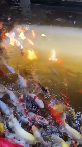 Nha Trang café with koi pond and European-style murals