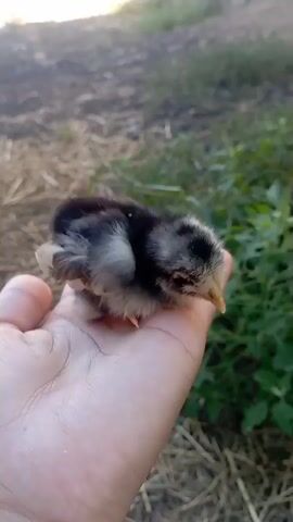 The video shows a close-up of a fluffy, black, and white chick being held in a person's palm. The chick is very young and appears to be nestled comfortably in the hand. Its tiny yellow feet are visible, gripping the skin. The background is softly blurred, indicating an outdoor setting with green foliage and dry grass or straw on the ground. The lighting suggests it might be daytime, possibly late afternoon or early morning, given the soft light and shadows. There are no discernible emotions conveyed due to the focus on the chick and the hand. The setting appears to be rural or semi-rural, consistent with a farm or backyard environment. No text is visible in the media.