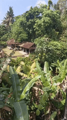 Tropical greenery and a quiet portrait moment in Ubud