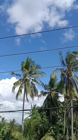 The video captures a bright, sunny day with a clear blue sky dotted with fluffy white clouds. Several tall palm trees with green fronds are visible, some of which appear to be swaying slightly, suggesting a gentle breeze. The lower portion of the frame is filled with lush green foliage from various trees and plants, creating a dense jungle-like environment. Multiple dark, thin wires are stretched horizontally across the top of the frame, suggesting the presence of utility lines. The camera is positioned to look upwards, offering a view of the sky and the tops of the trees. No people or animals are visible in the frame. The overall impression is one of a tropical landscape on a pleasant day.
