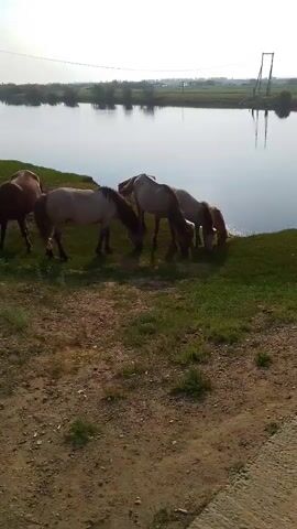 A video captured from a slightly elevated perspective shows a group of horses grazing near the edge of a body of water. The water appears calm and reflects the sky. The horses are mostly clustered together, with several of them with their heads lowered to the ground, actively eating grass. One horse on the far left is facing away from the camera, while the others are mostly side-profiled or facing towards the water. The ground in the foreground is dry and appears to be a mix of dirt and gravel. The background consists of the water, a tree line on the opposite bank, and a clear sky with some hazy clouds. A tall, wooden structure, possibly a pylon or part of an old bridge, is visible in the distance across the water. The lighting suggests it is daytime, likely late afternoon or early morning given the soft quality of the light.