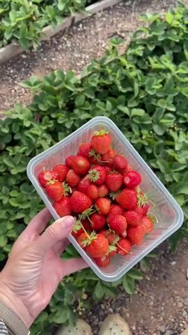 A first-person perspective video shows a hand holding a clear plastic container filled with ripe strawberries. The container is positioned in front of a field of green strawberry plants. The hand is casually holding the container, with a striped sleeve visible on the arm. The background consists of rows of strawberry plants and soil. The video appears to be taken during daylight hours.