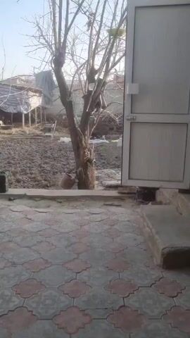 The video shows a view from a paved patio into a backyard or garden area. The patio is made of patterned concrete tiles. Beyond the patio, there's a dirt-covered area that looks like it might be a garden or agricultural space. There is a bare tree, and a light-colored cloth hung on a pole. In the background, a shelter-like structure is visible, possibly housing cows. The weather appears sunny and clear.