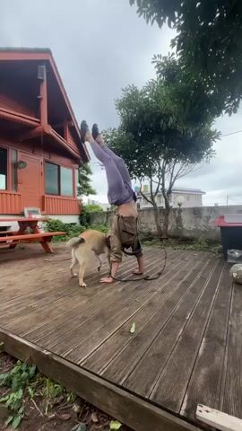 A person wearing purple leggings and a brown shirt is performing a handstand on a wooden deck. The person's legs are in the air, and their hands are on the ground. A light brown dog is standing near the person, looking at them. The scene is outdoors, with a wooden house in the background and trees and a fence visible. The sky is cloudy.