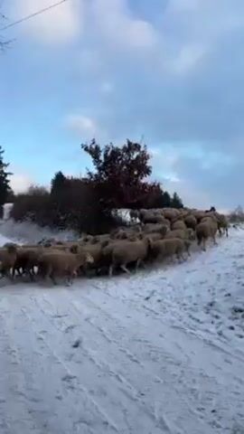The video shows a large flock of sheep walking on a snowy path. The sheep are light brown in color and are densely packed together. The path is covered in snow, and there are trees and bushes on either side. The sky is blue with some clouds. There are also electrical wires in the shot.