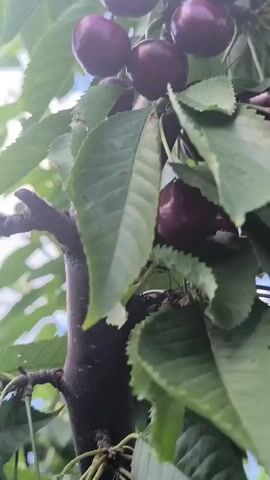 A close-up video shows a branch of a cherry tree heavy with ripe, dark red cherries. The cherries are clustered together on the branches, with many bright green leaves surrounding them. The background is a blur of green foliage and a hint of blue sky. The camera slowly pans up the branch, revealing more cherries and leaves.