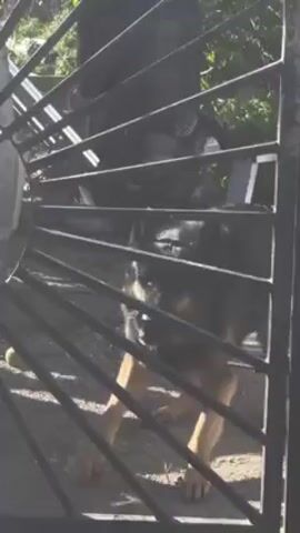 The video shows a German Shepherd dog standing behind a black metal gate, barking loudly. The dog's coat is a mix of black and tan. The gate is made of horizontal and vertical bars. In the background, a motorcycle is partially visible, along with some greenery. The scene appears to be outdoors on a sunny day.