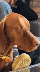 Vizsla dog visits Moscow flower shop, creative spaces