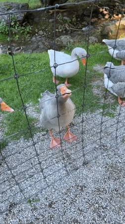 Afternoon at a Poing wildlife park, close encounters all around