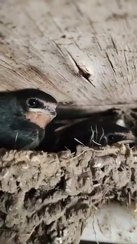 This close-up video focuses on a nest containing two young swallows nestled together. The nest appears to be made of mud and straw, constructed in a sheltered spot, likely under the eaves of a building or other structure, as indicated by the wooden beams visible above the nest. The lighting suggests it might be daytime, but the exact time is not discernible. The swallows are mostly dark in color with some lighter markings on their throats and faces. Their eyes are open, and they appear to be alert. The overall impression is one of a natural, intimate moment of young birds in their protective environment. There is no visible text in the media.