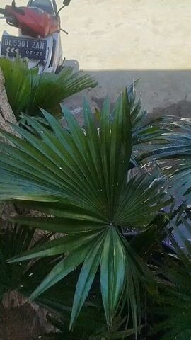 The video displays a close-up view of a large, green palm leaf that is fan-shaped. The leaf has distinct veins and appears to be wet, with small droplets of water visible on its surface. In the background, other palm leaves and what looks like a portion of a motorcycle with a license plate are visible. The lighting suggests it is daytime, with sunlight casting shadows. The environment appears to be outdoors, possibly a yard or garden area.