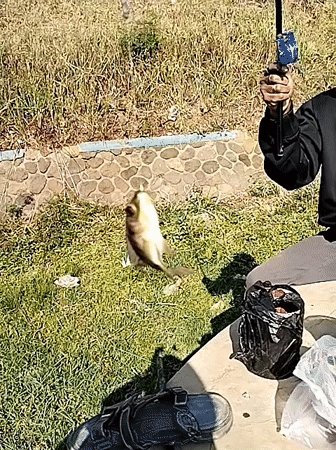 Tilapia fishing in a dry-season stone canal, Kedawung