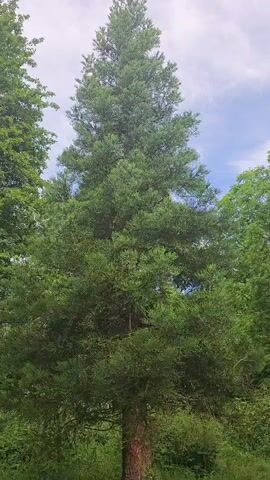 A tall evergreen tree with lush green foliage stands prominently in the center of the frame. The tree has a straight trunk and branches that extend outwards, covered in dense, needle-like leaves. Sunlight filters through the canopy, creating dappled patterns. The background consists of a cloudy sky and other surrounding trees, suggesting an outdoor natural environment, possibly a forest or park. The camera is positioned to capture the full height of the tree.