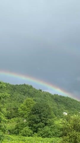 The video shows a landscape view with a prominent rainbow stretching across a hill covered in lush green trees under a cloudy sky. The rainbow is clearly visible, with its colors distinct against the darker clouds. The hill is densely vegetated, with various shades of green indicating different types of trees and foliage. In the mid-ground, a few small white houses can be seen nestled on the hillside. The foreground features more greenery, possibly vineyards or lower-lying vegetation. The sky is overcast, with patches of darker gray clouds and some lighter areas, suggesting recent or impending rain. The overall scene depicts a natural landscape enhanced by the beautiful phenomenon of a rainbow.