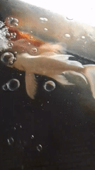 Koi fish circling near the surface of a bubbling glass tank