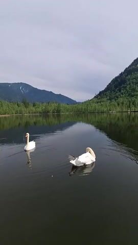 The video shows a serene lake with two white swans. One swan is swimming to the left of the frame, while the other is resting on the right, with its head tucked into its body. The lake is calm, reflecting the lush green trees that line the shore and the distant, hazy mountains under a partly cloudy sky. The overall atmosphere is peaceful and tranquil.