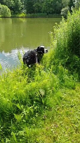 A black and white Bernese Mountain Dog is partially submerged in a body of water. The dog is positioned near the edge of the water, with its head and front half in the water. Tall green grass and reeds surround the dog and the water's edge. The background shows more trees and vegetation. The sun is shining, casting a shadow on the grass.