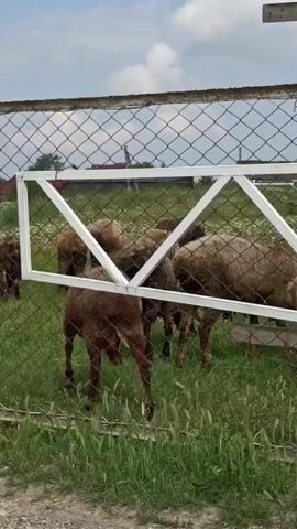 A flock of sheep grazes in a fenced-in grassy field under a partly cloudy sky. The fence is made of chain link with a white metal gate that has a triangular design. The sheep are mostly brown with some lighter colored ones. They are scattered throughout the field, some close to the fence, others further back. The grass is green and appears to be of medium length. In the background, there are some buildings and trees visible. The camera appears to be positioned low, looking through the fence.