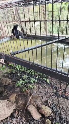 A black bird with orange markings is inside a metal cage with a pool of water. The bird is standing in the water and then hops out, shaking its wings. The cage is outdoors, with dirt and some greenery visible on the ground.
