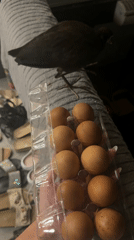 Person handles eggs, interacts with bird in Kuta Selatan
