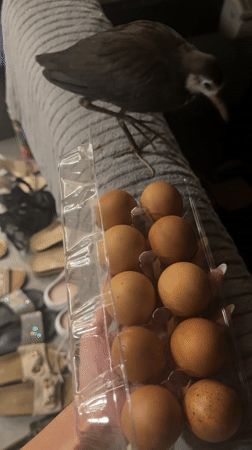 Person handles eggs, interacts with bird in Kuta Selatan