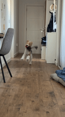 Young man and wire fox terrier spend afternoon together