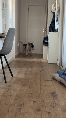 Young man and wire fox terrier spend afternoon together