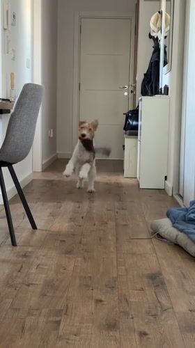 Young man and wire fox terrier spend afternoon together