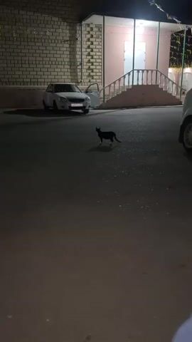 A black cat is visible in the center of the frame, standing in a dark asphalt area. The cat is facing towards the right of the frame. In the background, a white car is parked on the left side of the frame, with its driver's side door open. Further in the background, a building with a brick facade is visible on the left, and a pink-colored structure with stairs leading up to an entrance is on the right. The area appears to be outdoors at night, with some artificial lighting present.