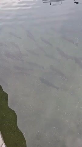 The video shows a school of fish swimming in shallow, clear water. The fish are dark in color and appear to be of similar size, moving in a cohesive group. The bottom of the water body is visible, with sand or small pebbles on the lakebed. The water's surface is disturbed by ripples, suggesting a gentle current or wind. In the upper portion of the frame, the edge of a boat or dock is partially visible, with a light-colored structure that could be part of a railing or seating area. The overall scene is calm and aquatic.