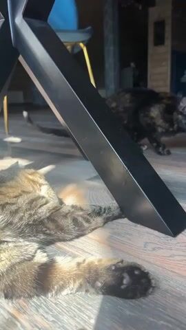 In a sunlit room, two cats are visible on a wooden floor. One cat, a tabby, lies on its side in the foreground, partially obscured by the black leg of a table. Its paw with pink pads is clearly visible. The second cat, a tortoiseshell, is crouched further back in the room, looking towards the camera. The background shows furniture and wooden walls, suggesting an indoor environment.
