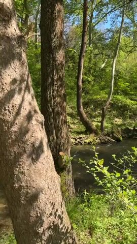 The camera slowly pans from right to left across a flowing stream in a lush forest.  The stream is shallow enough to see rocks on the bottom, and the water is slightly murky. The banks are lined with green vegetation, and several trees are visible on both sides of the stream. The tree on the right side is a mature tree with a textured bark.  The sky is visible in the upper portion of the frame, revealing a partially sunny day. There are no people or animals visible in the video.