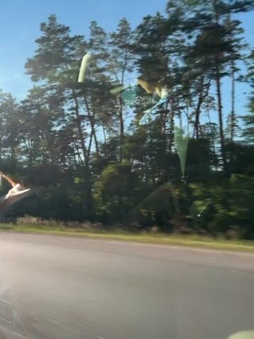 The video shows a view from a moving vehicle, likely a car, looking out of the windshield. The road is visible in the foreground, with a white line marking the edge. Beyond the road, there is a grassy shoulder and then a dense forest of tall pine trees. The sun is shining, casting shadows and creating reflections on the windshield, which obscure some details of the scene. The sky is blue. The overall impression is a scenic drive through a wooded area on a clear day.
