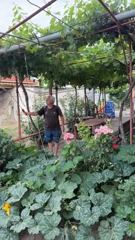 An elderly man with gray hair and a dark t-shirt is standing in a garden, holding a red-handled tool and a hose. He appears to be spraying something on the leaves of a vine-covered structure overhead. The garden is lush with large, green plants, including what appear to be pumpkin or squash plants with yellow flowers. Pink roses are visible to the man's right. In the background, there is a building with a red-tiled roof and a blue barrel. The ground is covered in dirt and some gravel. The overall impression is a well-tended, outdoor space.