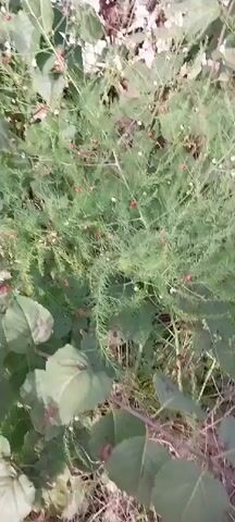 The video shows a close-up view of a bushy green plant with thin, needle-like leaves. Small red berries are visible scattered throughout the plant, along with some white or light-colored berries. The plant is dense and appears to be growing outdoors, with other green foliage visible in the background. The camera is steady and focuses on the plant, providing a detailed view of its texture and the berries.