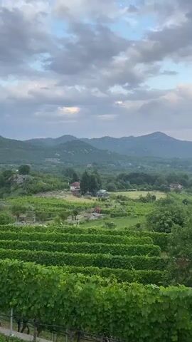A panoramic shot captures a serene rural landscape in Meterizi, Montenegro. In the foreground, neat rows of vibrant green grapevines extend across a gentle slope. Beyond the vineyard, a lush valley unfolds, dotted with scattered houses featuring red roofs, surrounded by dense pockets of trees and verdant fields. In the midground, various deciduous trees and shrubs blanket the terrain. The background is dominated by a range of rolling, vegetation-covered hills or mountains, receding into the distance. The sky above is partially overcast with soft, grey and white clouds, suggesting either an approaching or receding shower, or late afternoon light filtering through. The overall atmosphere is tranquil and picturesque. No specific human activity or visible text is present.