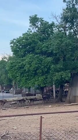 The video shows a small herd of deer standing in an enclosure, observed through a chain-link fence. The enclosure has a dirt and debris-covered ground. Several large, leafy green trees provide shade within the enclosure. Beyond the fence and trees, there is a street and some buildings. The sky is visible above the trees, with a mix of blue and white clouds.