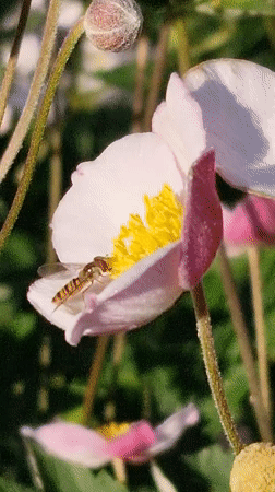 Dewy garden flowers and a hoverfly, Klaipėda morning