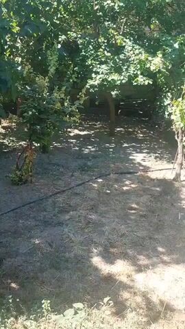 The video shows a yard with several chickens walking around. There are trees and bushes in the background, and the ground is covered with dirt and dry grass. The chickens appear to be free-ranging and pecking at the ground. The scene is well-lit, suggesting it is daytime.