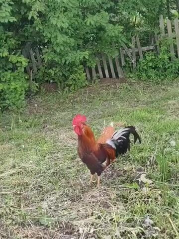 The video shows a rooster and a hen in a grassy area. The rooster is primarily brown and red with a black tail and a bright red comb. The hen is a light brown color.  Behind the birds is a lush green area with trees and a dilapidated wooden fence. The ground is a mix of green grass and dry patches with hay-like material. The rooster is standing upright, while the hen is pecking at the ground.