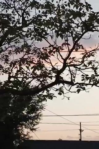 The video shows a silhouette of a tree against a soft, pastel-colored sky, likely at dusk or dawn. The tree's branches are bare of leaves in some areas and have sparse foliage in others. Hanging from some branches are long, thin seed pods. In the background, there are utility lines and poles, suggesting an urban or suburban setting. The sky exhibits subtle gradients of pink, orange, and pale blue, with a few wispy clouds. There are also hints of structures and lights on the horizon, indicating the presence of buildings. The overall impression is one of a peaceful, natural scene juxtaposed with human infrastructure.