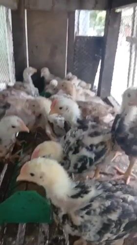 Backyard chickens, nursing kittens, and quiet morning routines in rural Indonesia.