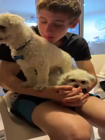 A fair-skinned young man with brown hair sits in a white chair, cradling two fluffy white dogs in his lap. The larger dog stands on his thighs, while the smaller one rests in his hands. The man wears a black t-shirt and blue plaid shorts. The background is a brightly lit room with a window visible, showing vague shapes of buildings. The man looks down at the dogs and then looks to his right.