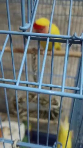 The video shows a small yellow and red bird inside a blue birdcage. The bird is perched on a wooden dowel. Behind the bird, there is a toy made of twigs and a white paper attached to the cage bars. The cage is covered with a light-colored cloth in the background. The bird appears to be preening its feathers or resting. There are some scattered bird seeds on the floor of the cage.