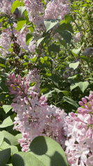 Spring day documented in Votkinsk: flowers, friends, street scenes