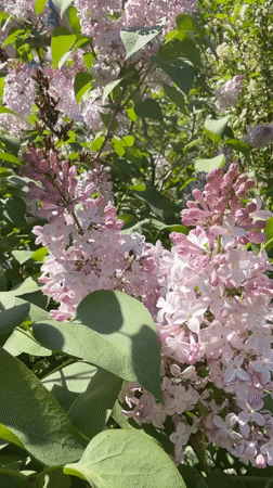 Spring day documented in Votkinsk: flowers, friends, street scenes
