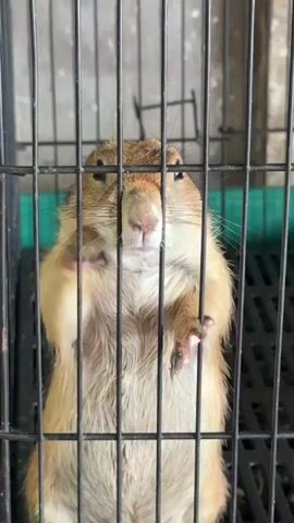 A close-up shot shows a prairie dog behind black metal bars. The prairie dog is light brown with white and darker brown fur. Its front paws are gripping the bars. Its face is directed towards the camera, with its eyes visible and its nose prominent. The background is blurred but appears to be a cage or enclosure with green and gray elements. The lighting suggests it is daytime. The image is a still shot. No text is visible. The metadata indicates the location context is Chalong, Thailand.
