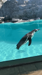 Zoo visitor documents animal encounters in Krakow