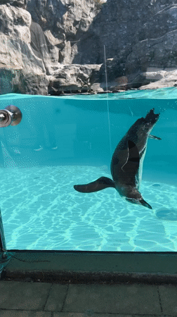 Zoo visitor documents animal encounters in Krakow